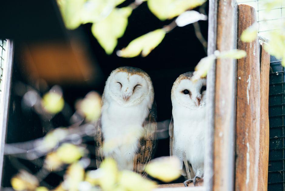 Rare Barn Owls Recorded in Fermanagh After 50 Years