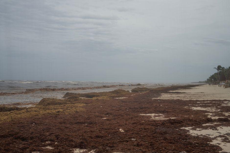 Mexico Will Spend $115 Million Fighting Rotting Seaweed as Hotels Slash Rates