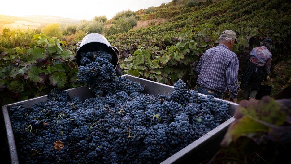 France raises Champagne alcohol cap to 15% amid heatwave