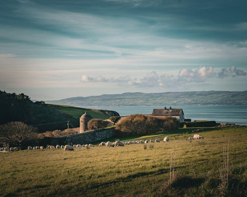Northern Ireland farm profits topped £1bn in 2025