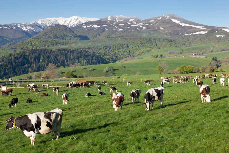 France relaxes strict cheese-making rules after 2026 drought