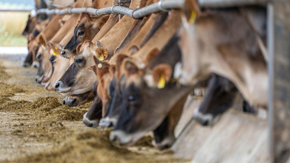 'You can't describe the loss' - the reality of bovine TB on farmers