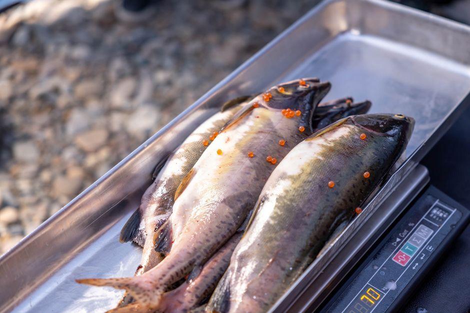 Eating Fish Roe Causes Oily Stool: Real Risk Explained
