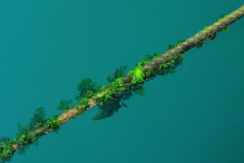 Cambridge Researchers Develop Algae-Powered Biocell Lasting 6 Years
