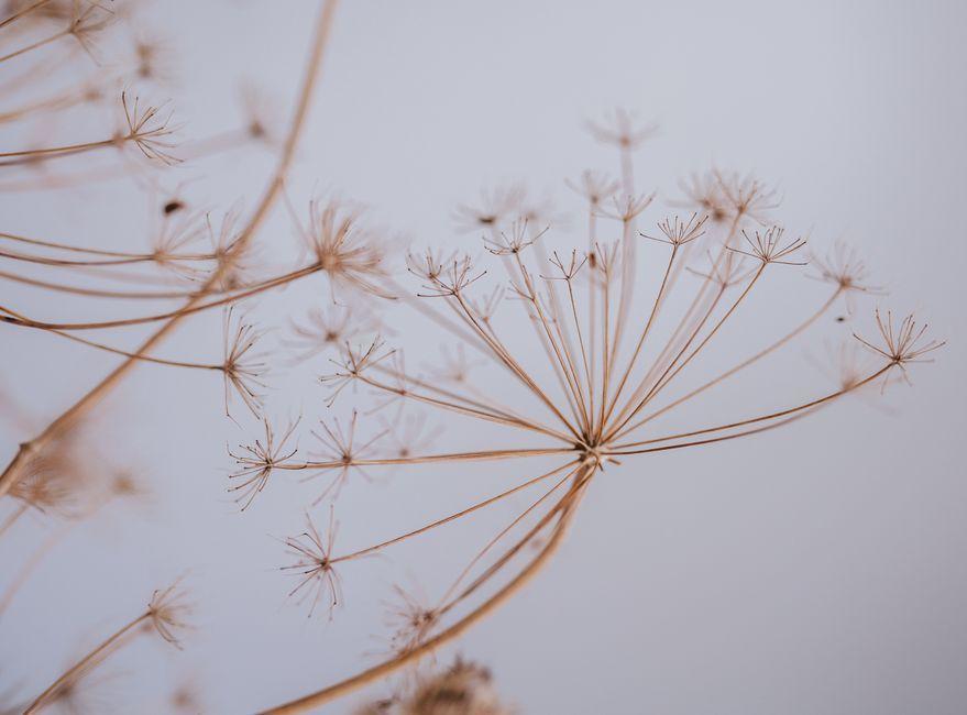 Tackling the 'nasty' plant that can cause blisters and scars