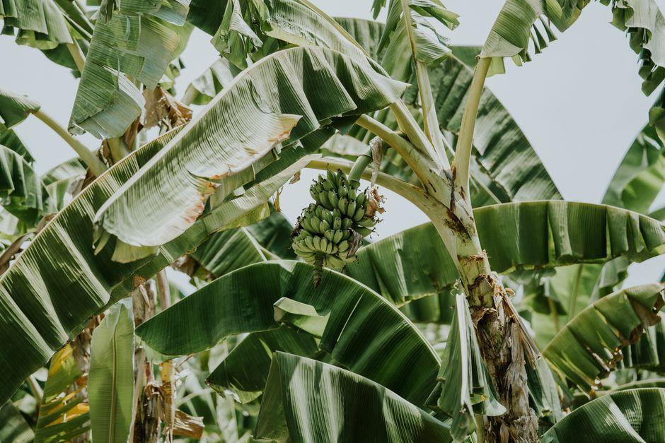 Banana Trees: The Ultimate Thai Crop Where Every Part Is Useful and Edible