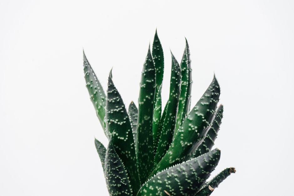 Discovering the Amazing Benefits of Aloe Vera for Skin, Hair, and Healing