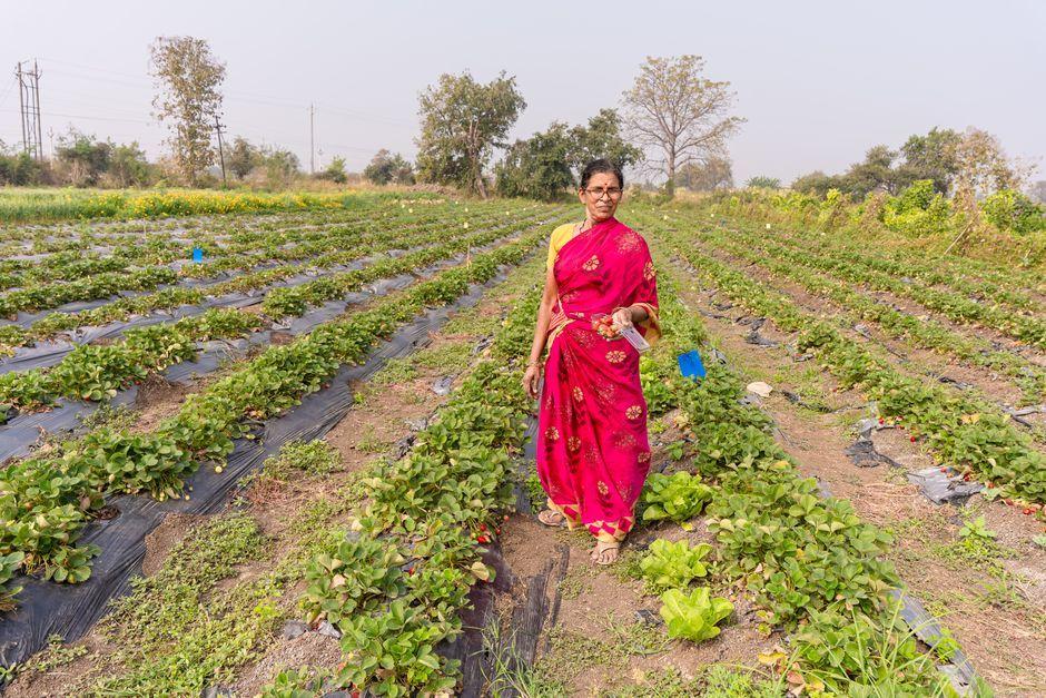India aims to join the elite ranks of strawberry superpowers