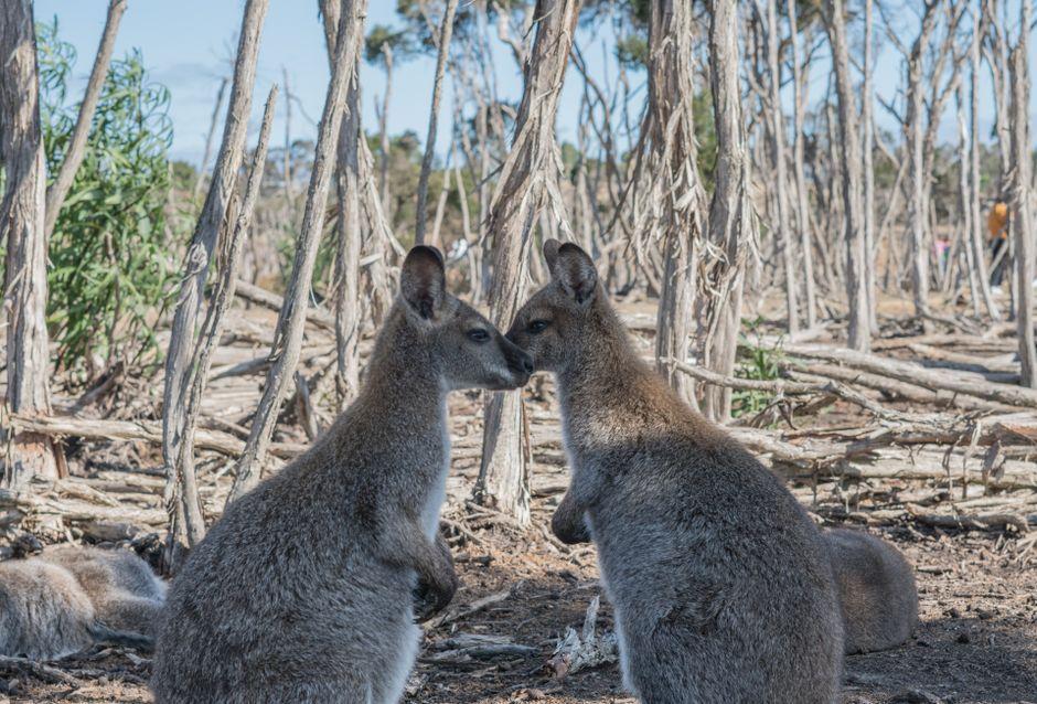 Australia Extinction Crisis and the Numbats Hope