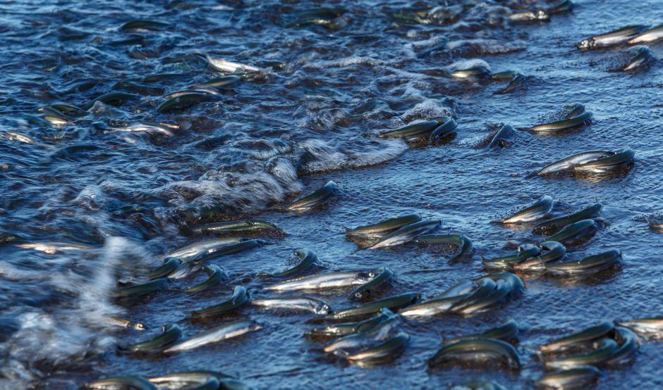 มลพิษทำลายล้างแม่น้ำในไอร์แลนด์เหนือ ปลาตายเกลี้ยงหลายรุ่น