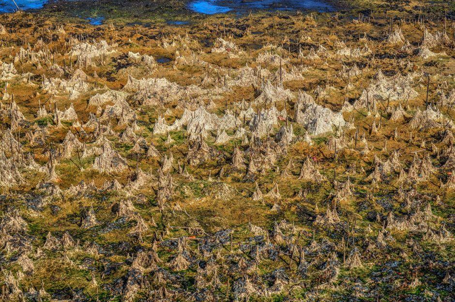 Thailand Orders Investigation Into Peat Swamp Encroachment