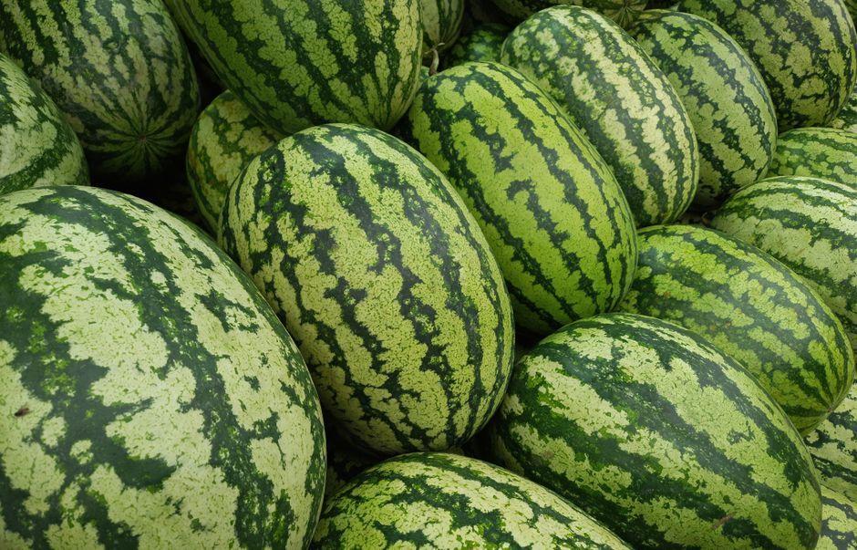 How to Pick Sweet and Juicy Watermelon Using Rind Patterns