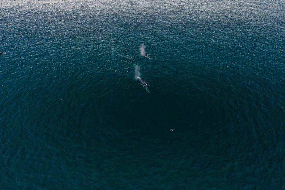 Suchart orders measures to protect Bryde's whales