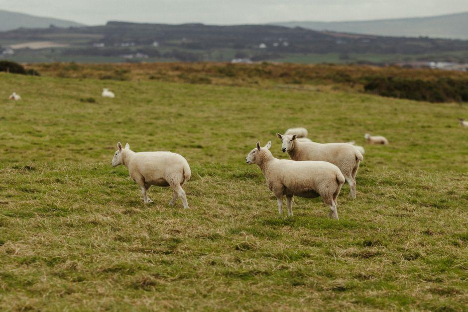 Dairy farmer turns to singing after bovine TB silence