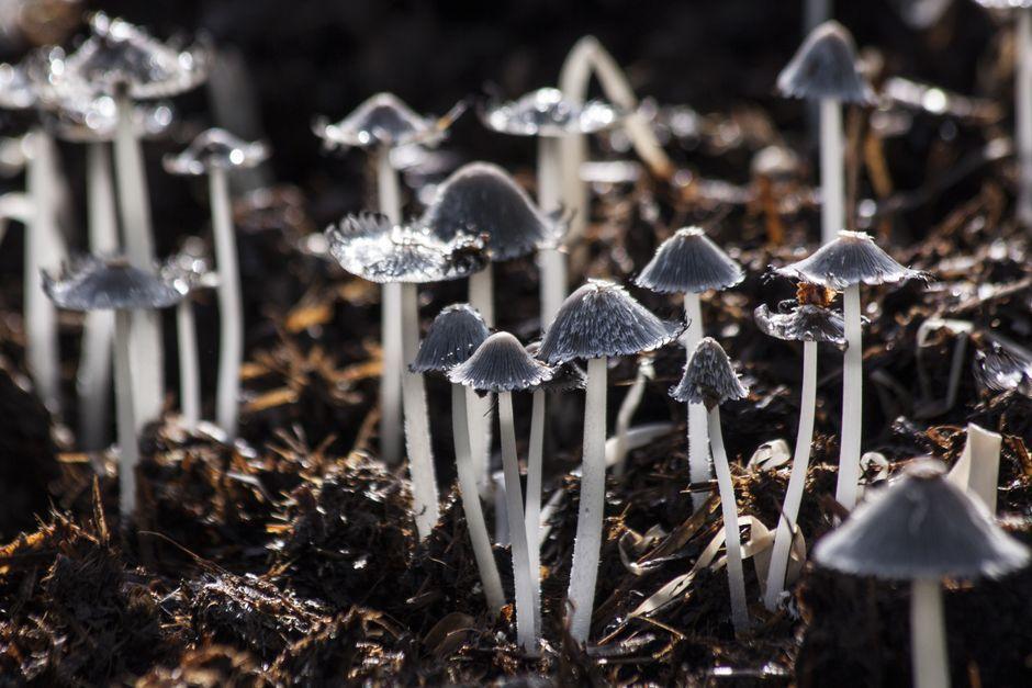 MushLume Grows Bio-Design Objects at MADE: Bush Terminal