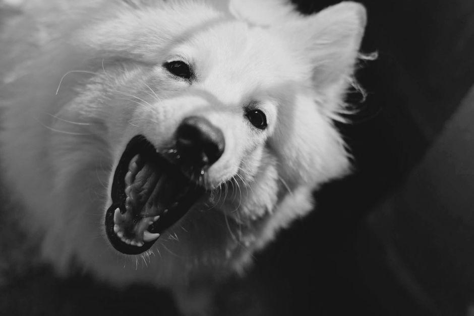 Pawscript: แอปแปลงภาพสุนัขเป็นจดหมายจากมุมมองน้องหมา