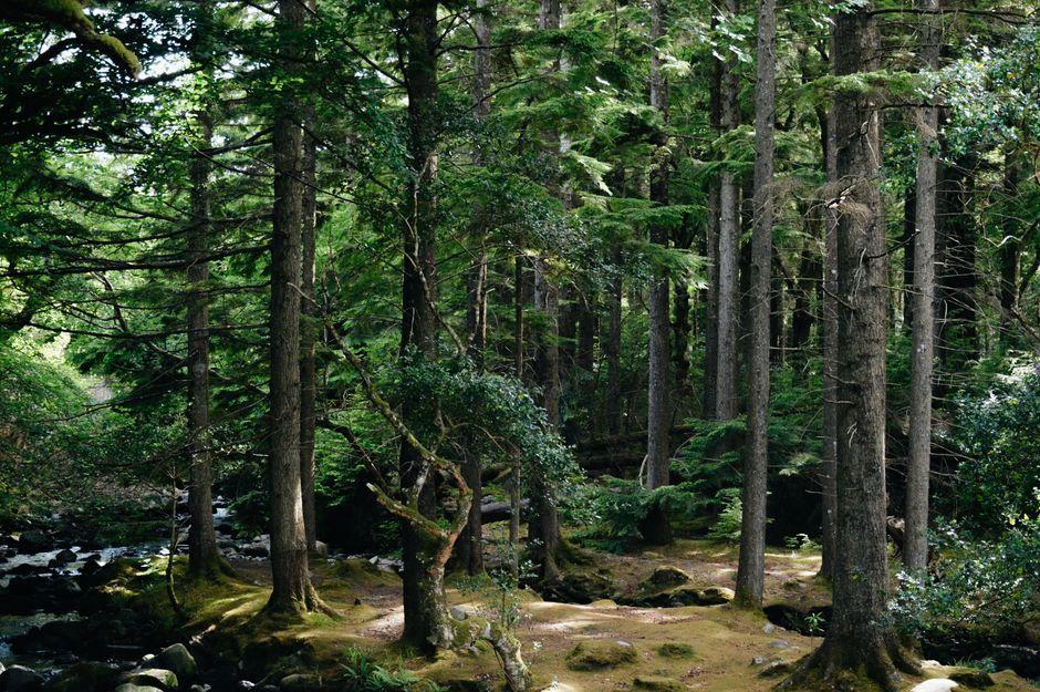 Quad Bikes Threaten Wildlife and Red Squirrels in Irish Wood