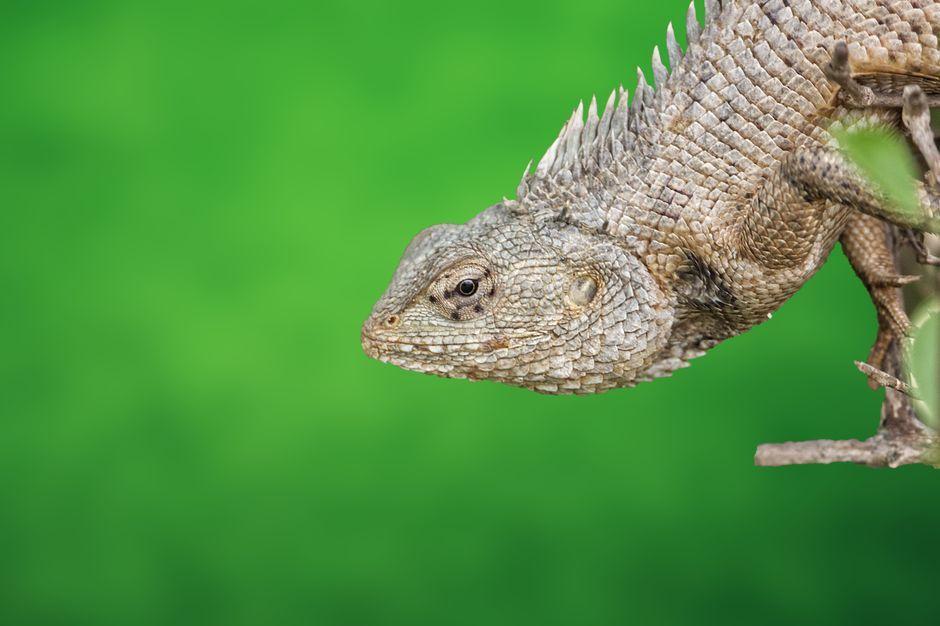 Unlocking the Secret of Gecko Calls: The Science Behind Instincts and Ancient Prophecies