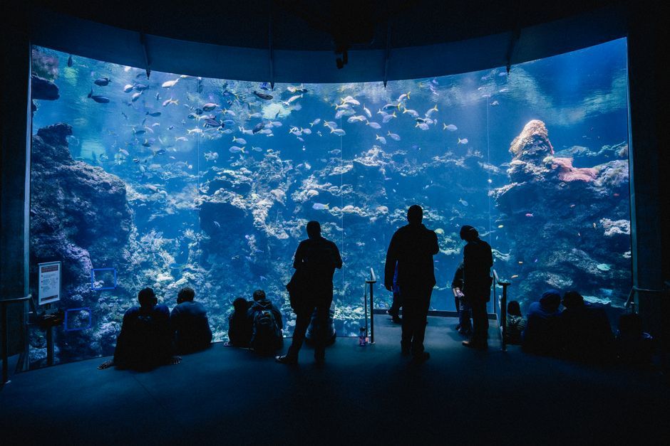 Explore 'SEA THE CHANGE': Free Immersive 360° Marine Conservation Exhibition at Siam Paragon