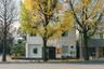 Seoul 2026: Residents Accuse Museum of Poisoning Ginkgo