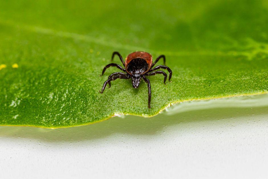SFTS Dog Tick Fever: Thailand Reports 53 Cases and 5 Deaths
