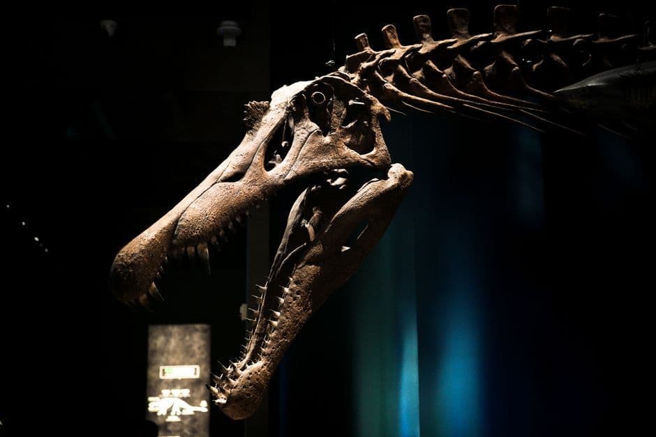 T. rex มีอุณหภูมิร่างกายเท่าช้าง จากหลักฐานไอโซโทปในฟัน