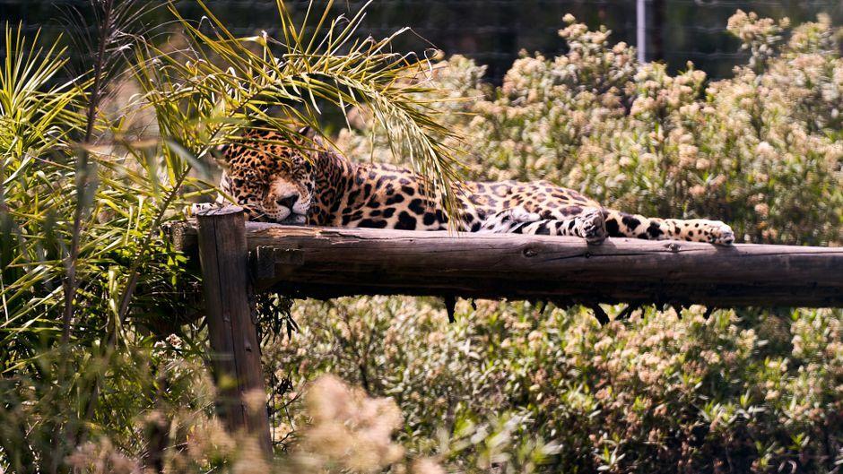 ค้นพบแมวป่าสายพันธุ์ใหม่ "Tilcaya cat" ในโบลิเวีย