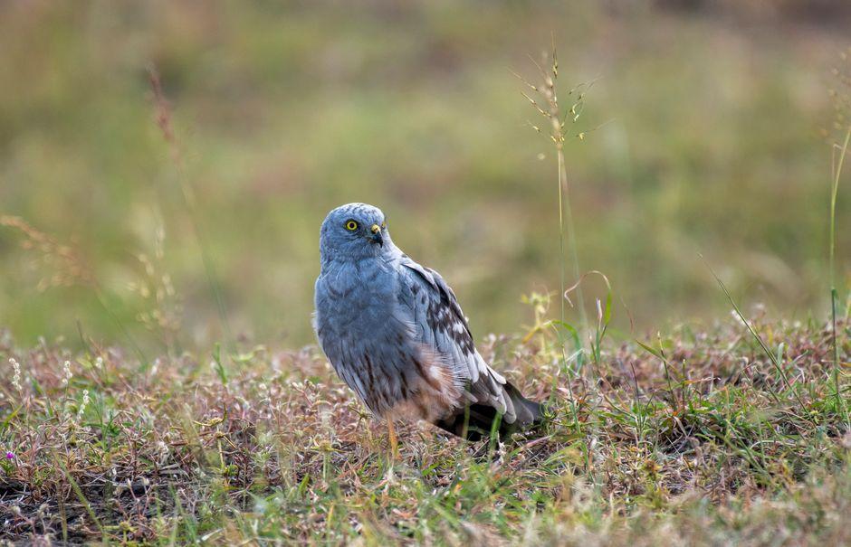 UK's rarest bird of prey successfully breeds new chicks
