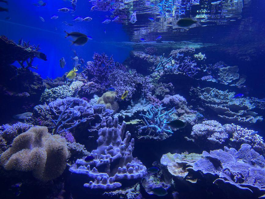 Princess Sirivannavari Leads Marine Conservation Exhibition to Protect Thailand's Oceans