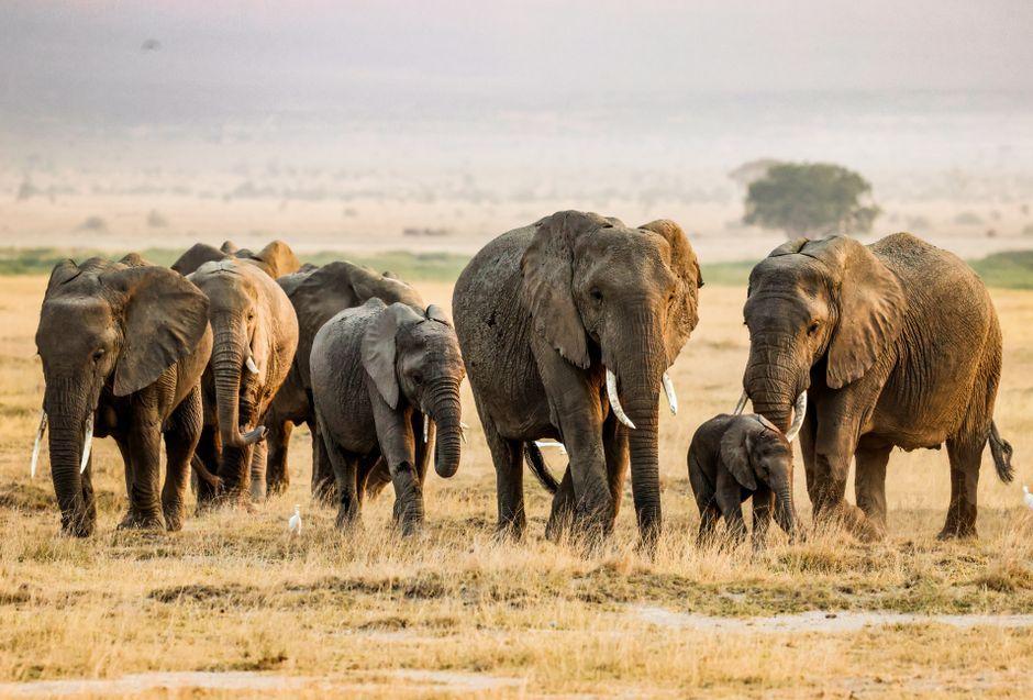 Mysterious Elephant Deaths in Kenya Spark Pesticide Controversy