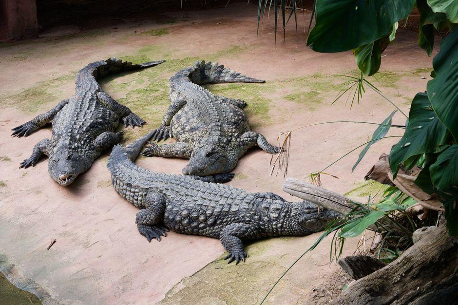 Samut Prakan Crocodile Farm 2026: Tickets and Travel