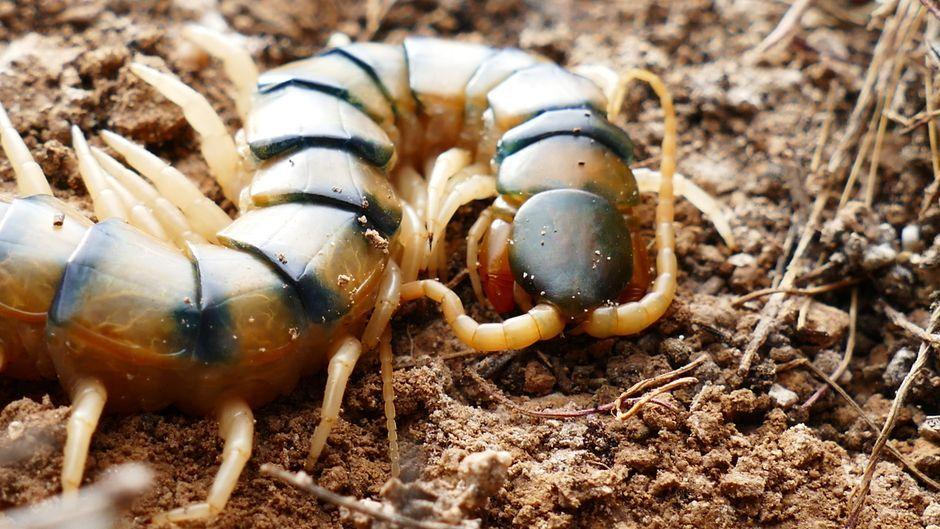 How to Repel Centipedes: 5 Natural Methods and First Aid Guide
