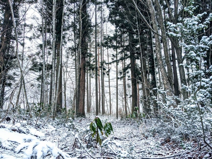 BEARS WOOD PROJECT 2022: ชุบชีวิตไม้ถูกหมีทำลายสู่เซิร์ฟบอร์ด