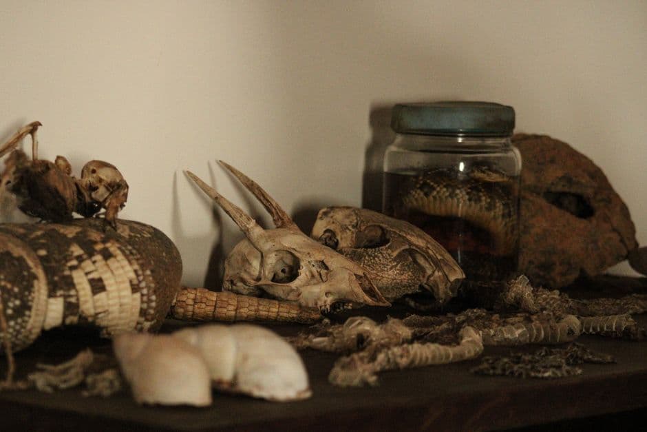 UK researchers use AI to build digital natural history museum