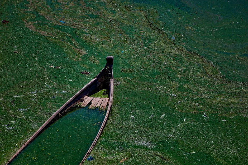 Blue-Green Algae Closures Take Heavy Toll on Northern Ireland Lakes
