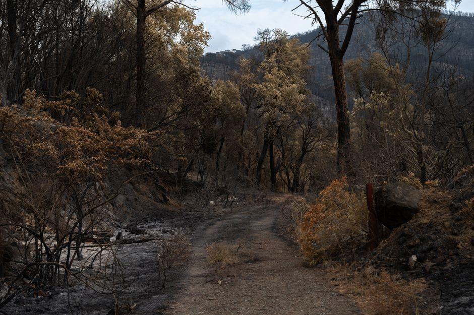 Wildfire now nine miles from French city of Bordeaux, mayor warns