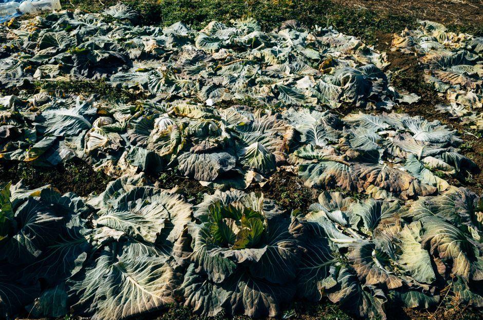 Sun-tanned cauliflowers and knobbly spuds: UK heatwave veg