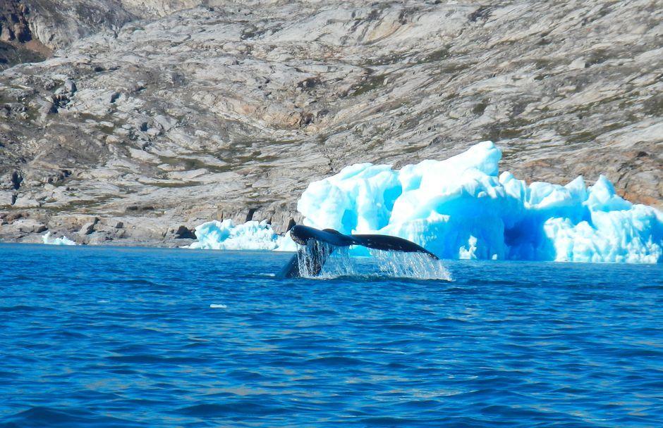 Giant whales move into Greenland waters as ice disappears