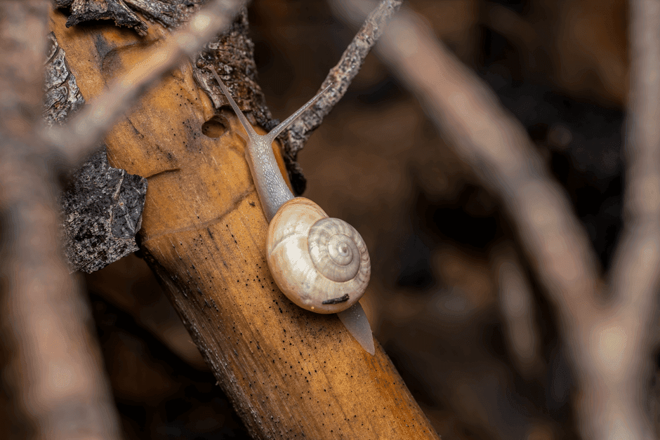 Race to Save Britain's Rare Glutinous Snail in Wales