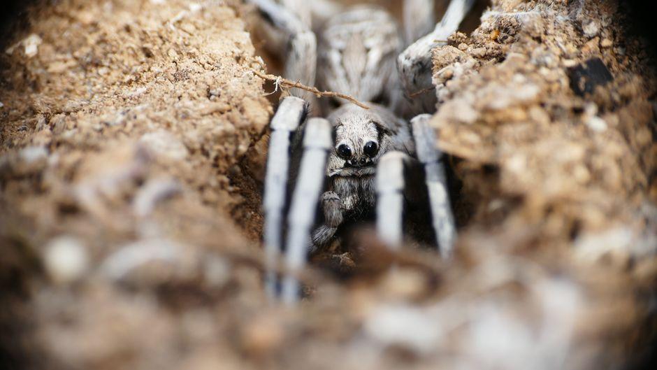 Unveiling Phaya Bueng: Giant Spider and Lucky Numbers