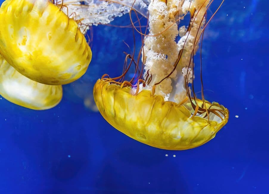 3 Jellyfish Life Lessons: When to Pause, Shift, and Say No