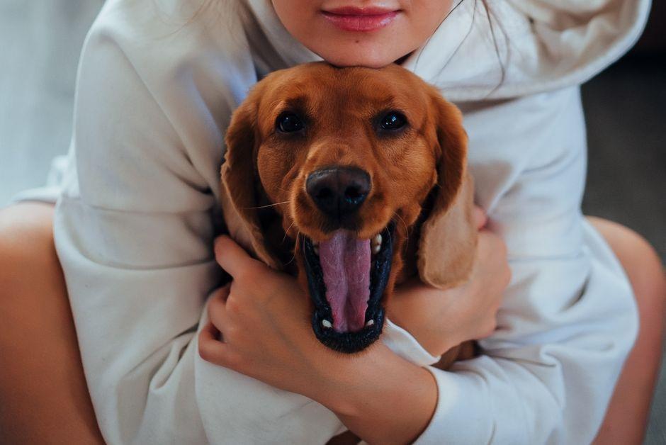 PawPal: AI Dog Companion Translates Barks to Speech