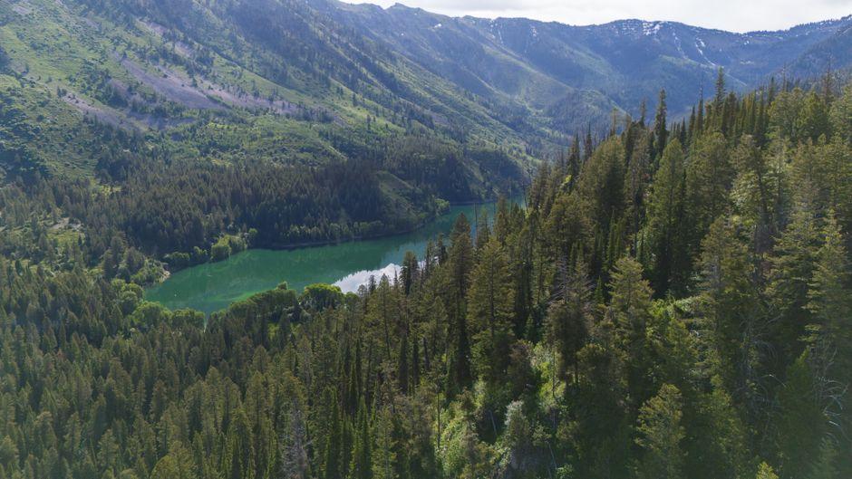 Roadless Rule Rollback Threatens US Wildlife and Water