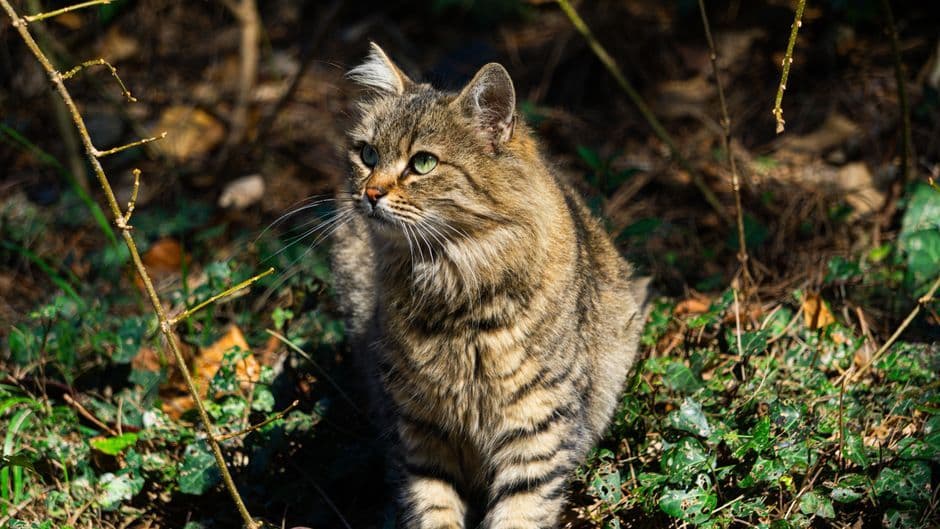 โครงการ Saving Wildcats เฝ้าระวังแมวป่าสก็อตแลนด์ผ่านกล้อง