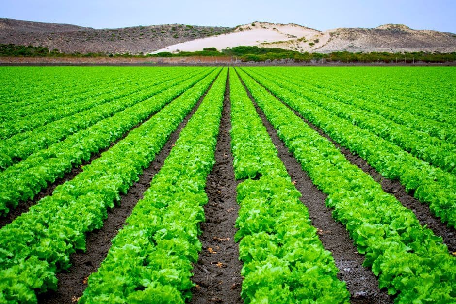 UK Aphid Outbreak 2026: ผักกาดหอมเสียหายกว่า 30 ล้านหัว
