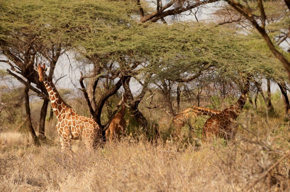 Wunmi Mosaku Narrates NatGeo Africa: Earth's Wild Home